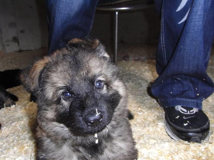 Schæferhund Kato - kato6 uger gammel billede 12