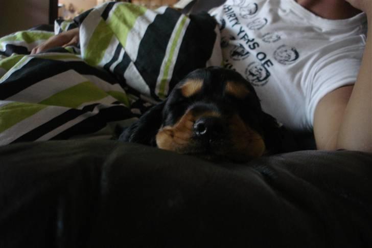 Cocker spaniel Harley R.I.P :( billede 1