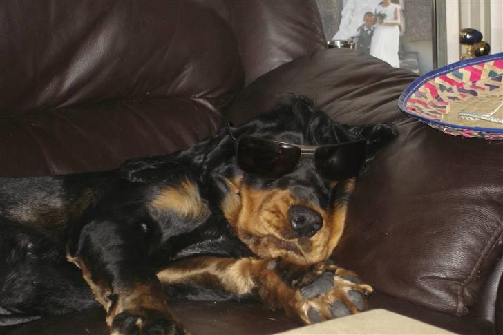 Cocker spaniel Harley R.I.P :( billede 2