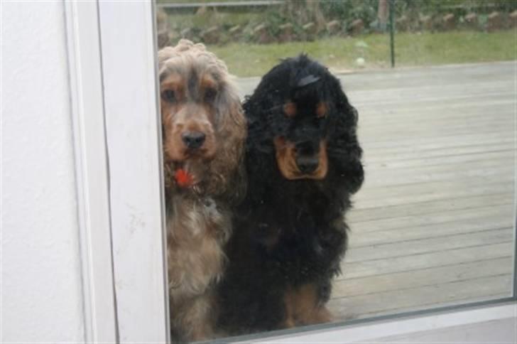 Cocker spaniel Harley R.I.P :( - Harley og hans far billede 3