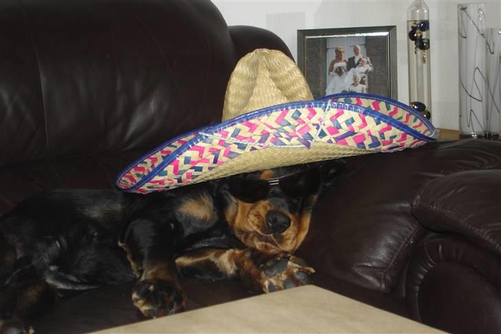 Cocker spaniel Harley R.I.P :( billede 4