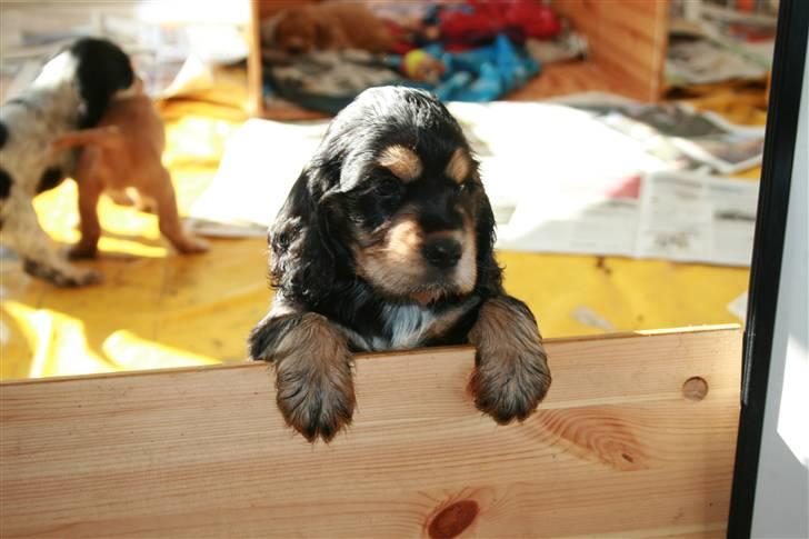 Cocker spaniel Harley R.I.P :( billede 5