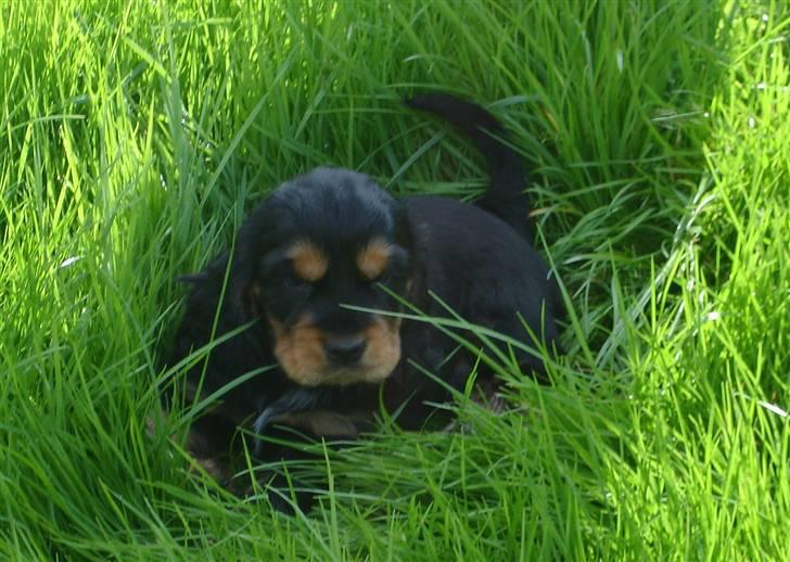 Cocker spaniel Harley R.I.P :( billede 6