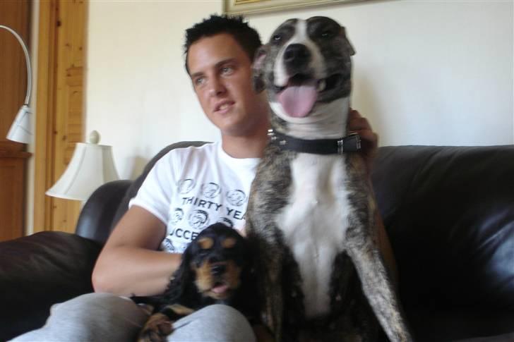 Cocker spaniel Harley R.I.P :( billede 7