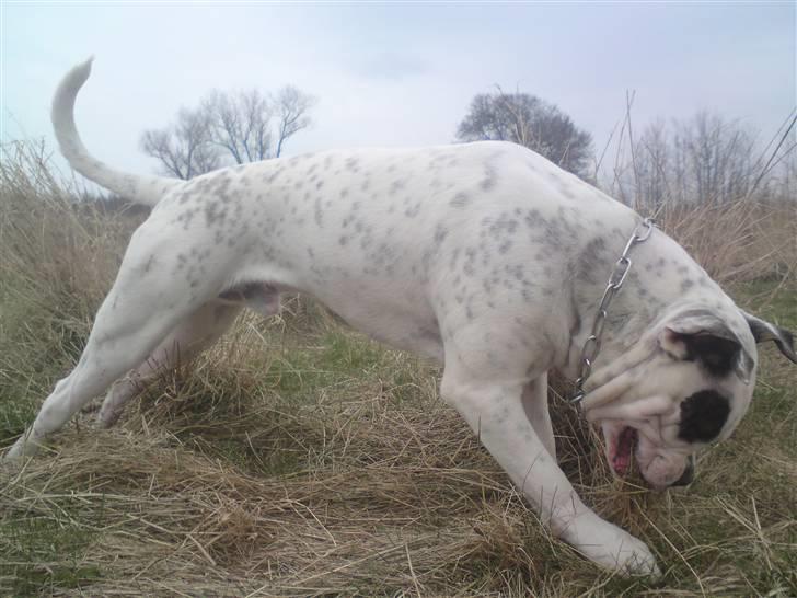 Blanding af racer Homie - De pokkers markmus, er alt for hurtige ....  :) 26-3-09 billede 5