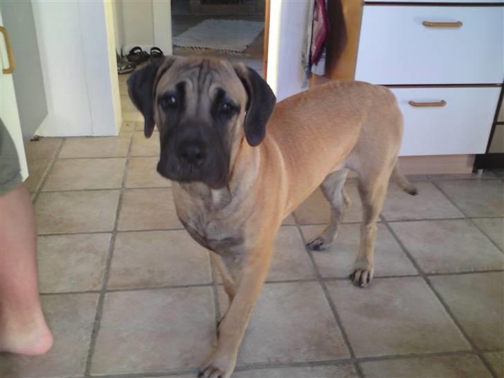 Boerboel Boelsplaas Nala - Nala 7 mdr hos farmor og farfar billede 13