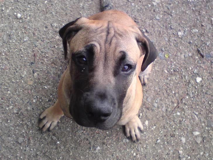 Boerboel Boelsplaas Nala - Nala 6 mdr billede 14