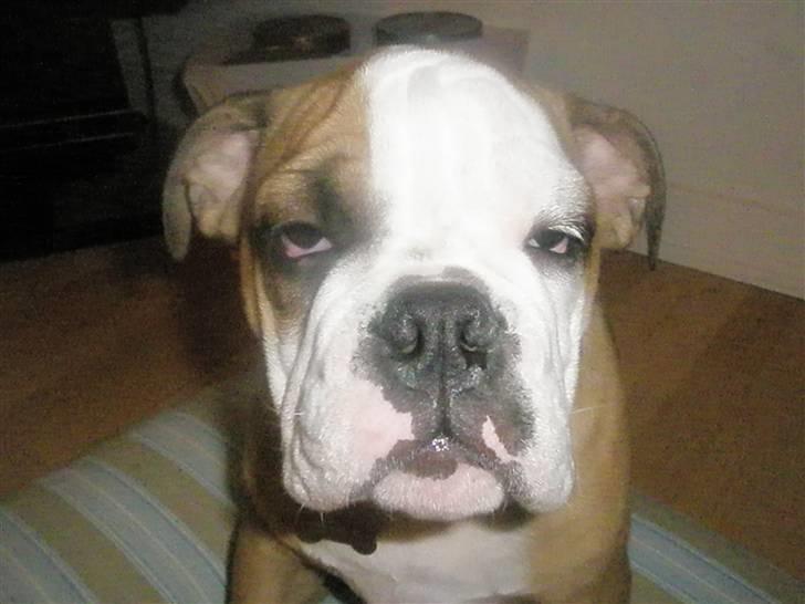 Engelsk bulldog Loui billede 5