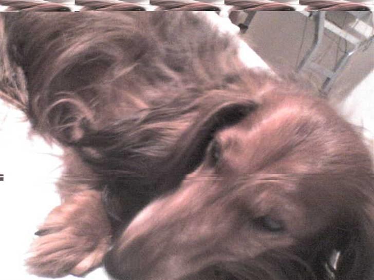 Gravhund auras kanalje - råhygger rigtigt billede 1