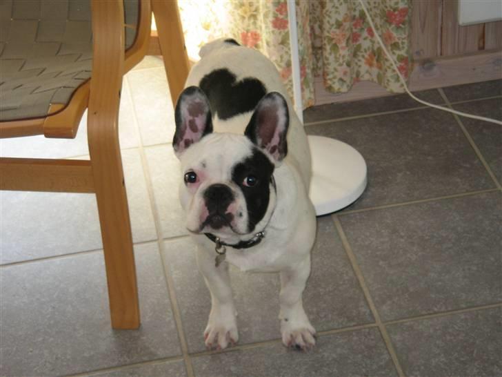 Fransk bulldog Spike billede 1