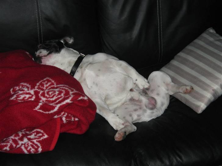 Fransk bulldog Spike billede 2