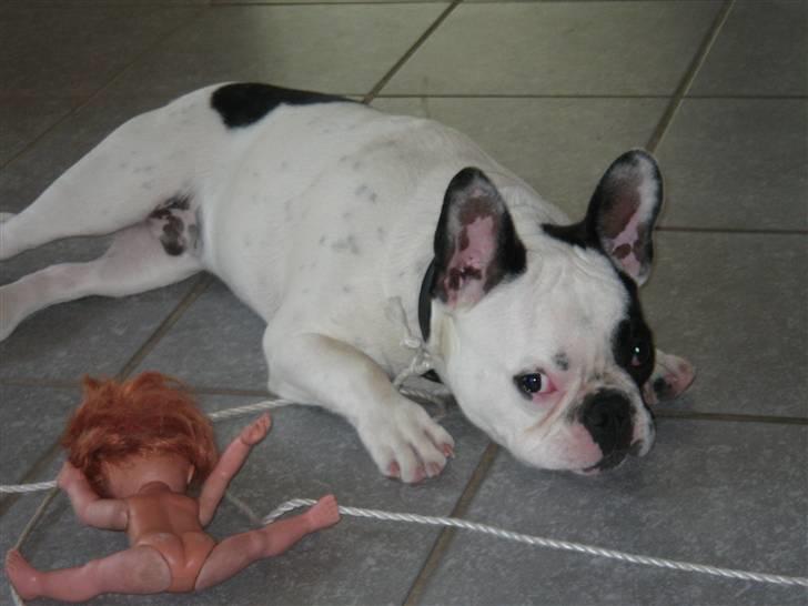 Fransk bulldog Spike billede 3