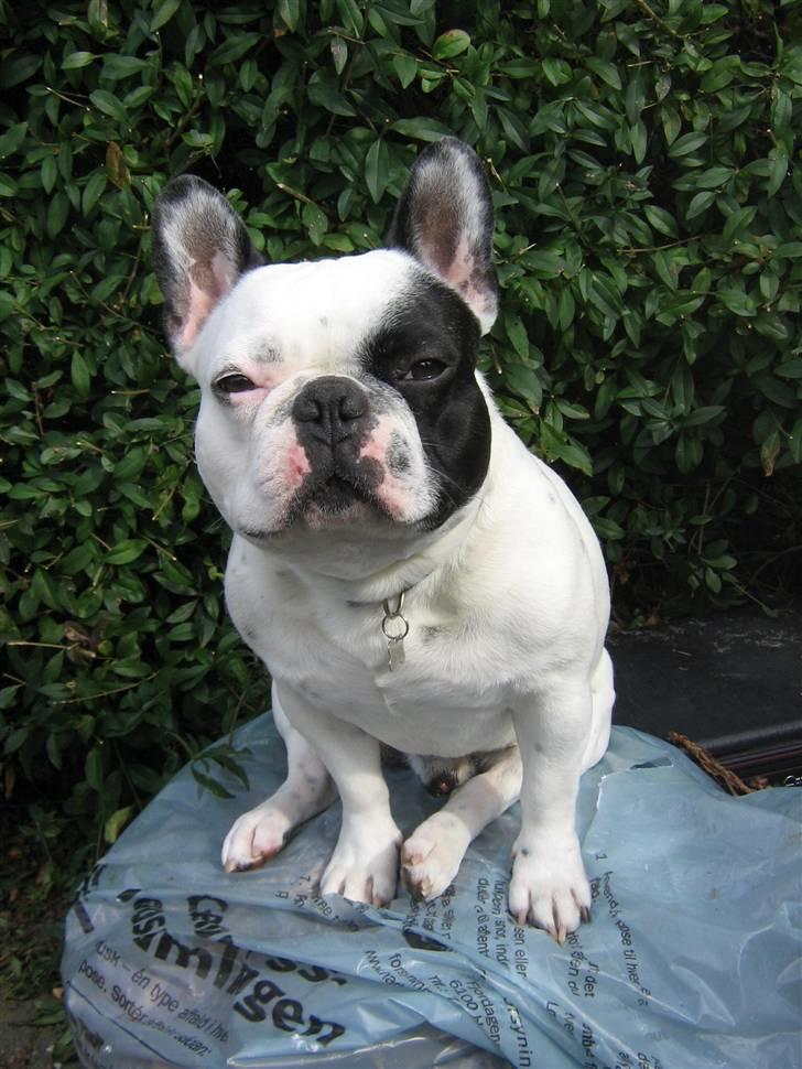 Fransk bulldog Spike billede 4