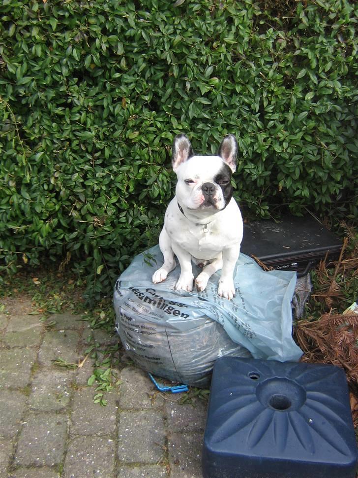 Fransk bulldog Spike billede 5