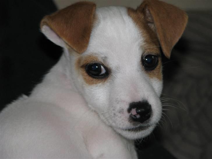 Jack russell terrier Mille - Smukke Mille billede 11