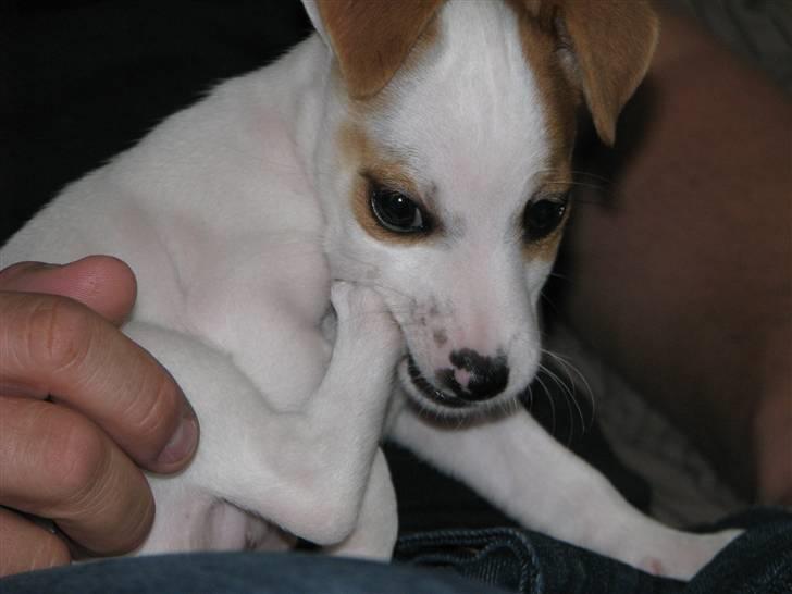 Jack russell terrier Mille - Mon poter kan spises????? billede 12