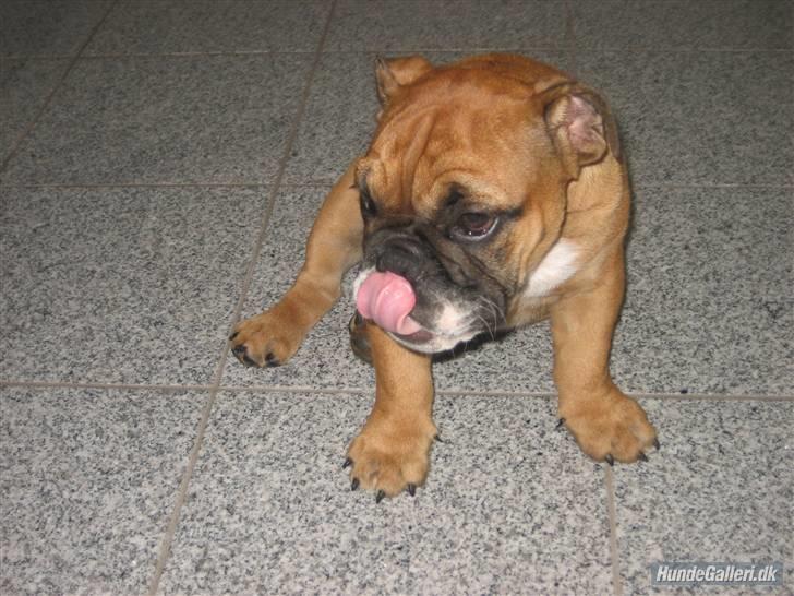 Engelsk bulldog Carlos billede 2