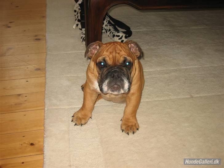Engelsk bulldog Carlos billede 3