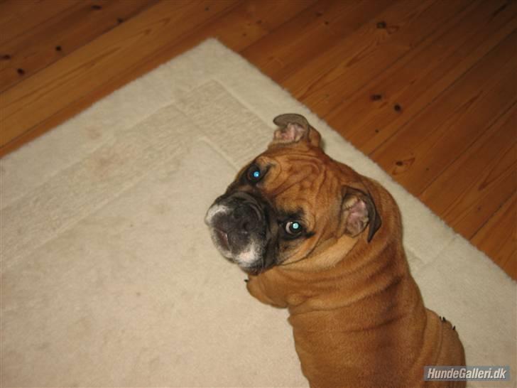 Engelsk bulldog Carlos billede 4
