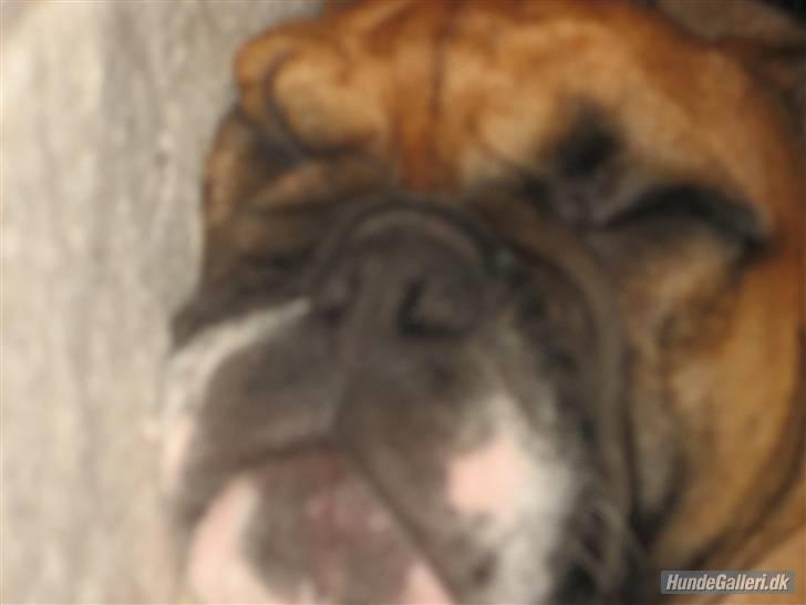 Engelsk bulldog Carlos - godnat billede 5