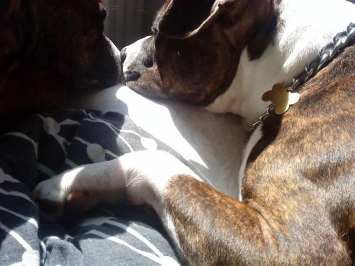 Amerikansk staffordshire terrier Nala - bror og søster mysser billede 9