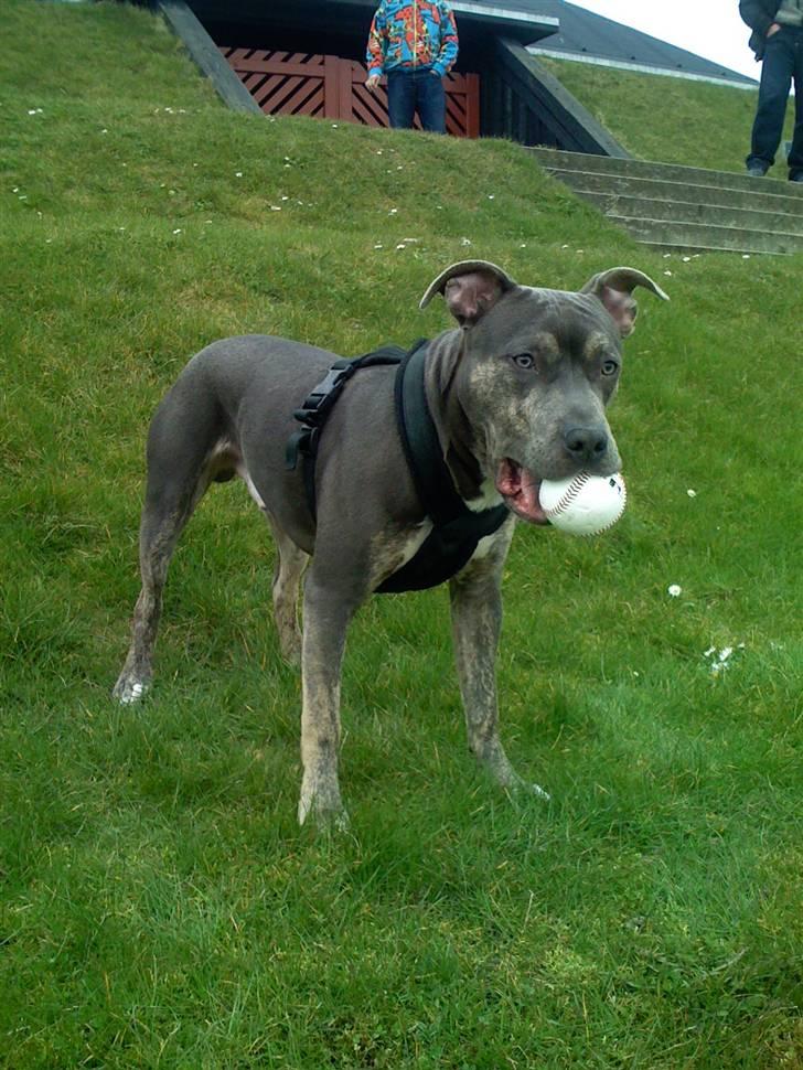 Amerikansk staffordshire terrier Thorvald - Her er jeg i hedeland, også med en masse grønt , dejligt :) billede 19