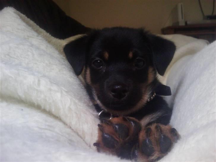 Chihuahua Bubii - Bubii billede 1