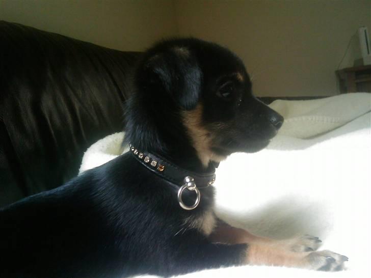 Chihuahua Bubii billede 2