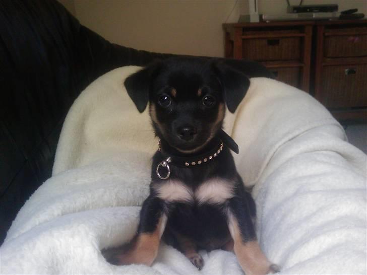 Chihuahua Bubii billede 3