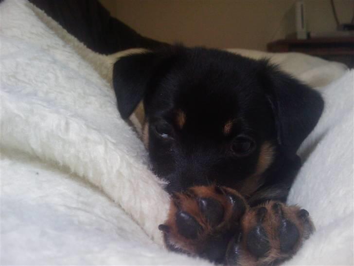 Chihuahua Bubii billede 4