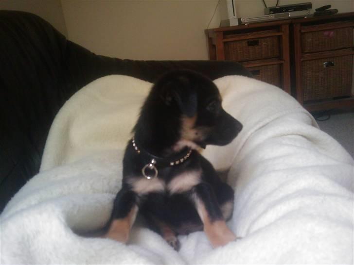 Chihuahua Bubii billede 6