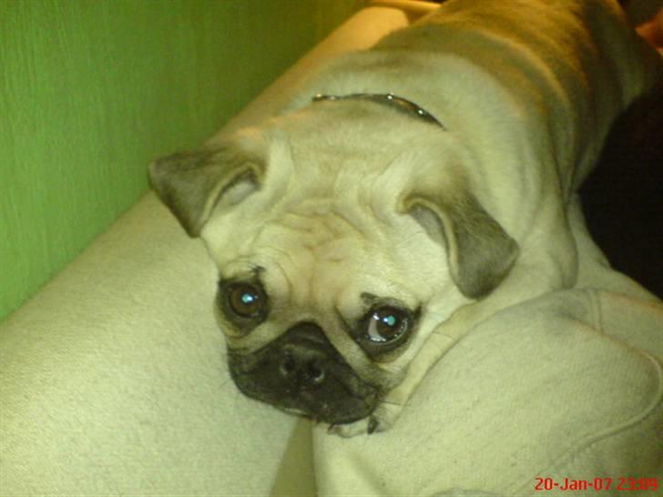 Mops Elmo billede 18