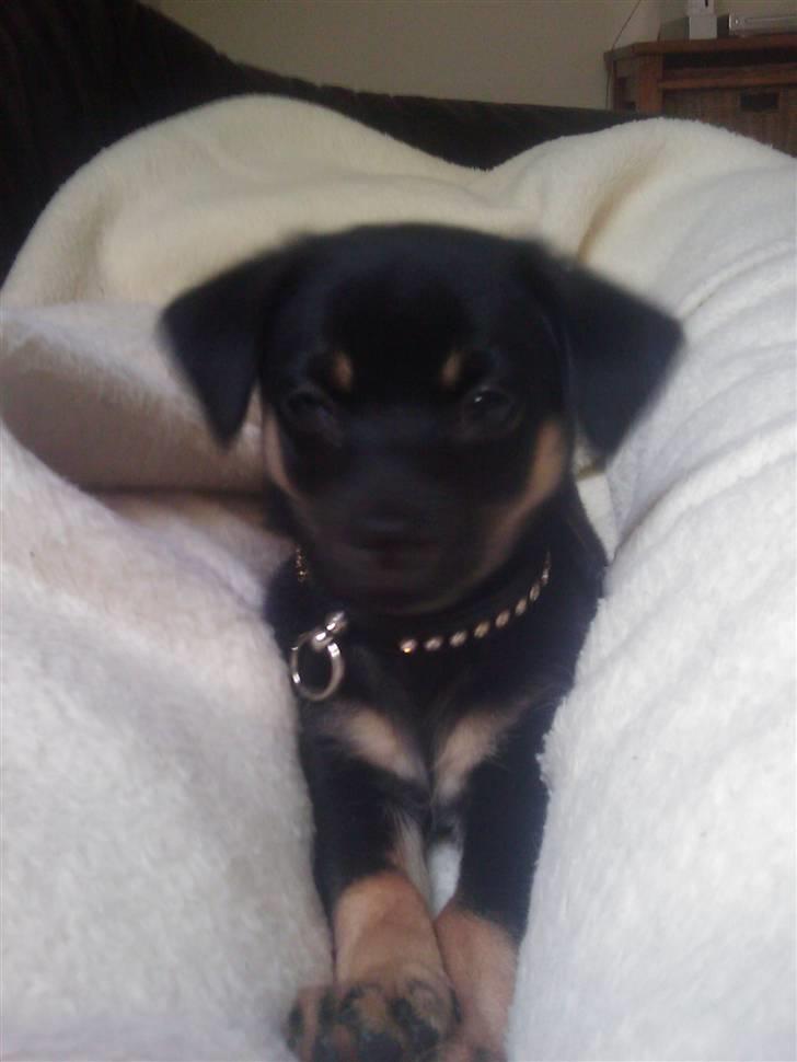 Chihuahua Bubii billede 7