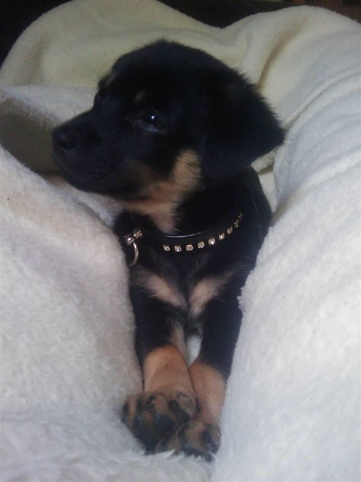 Chihuahua Bubii billede 8