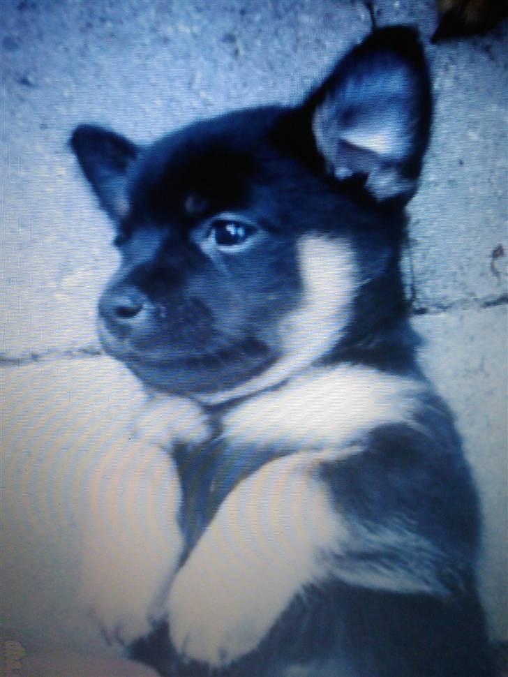 Chihuahua Bubii billede 9