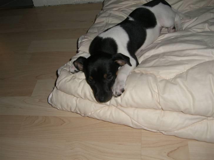 Dansk svensk gaardhund Chilli billede 2