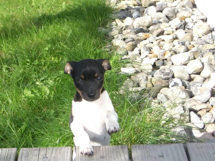 Dansk svensk gaardhund Chilli billede 3