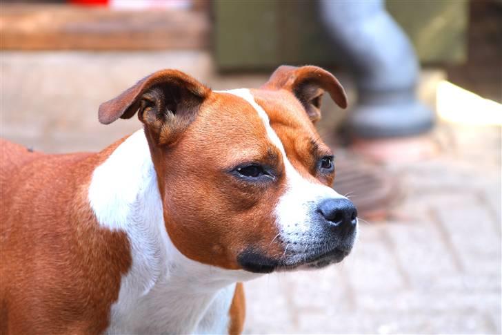 Staffordshire bull terrier Nella billede 1