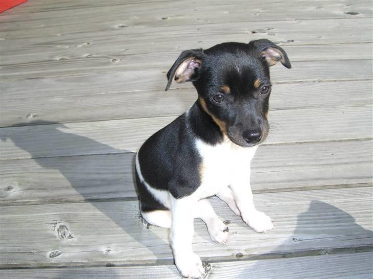 Dansk svensk gaardhund Chilli billede 4