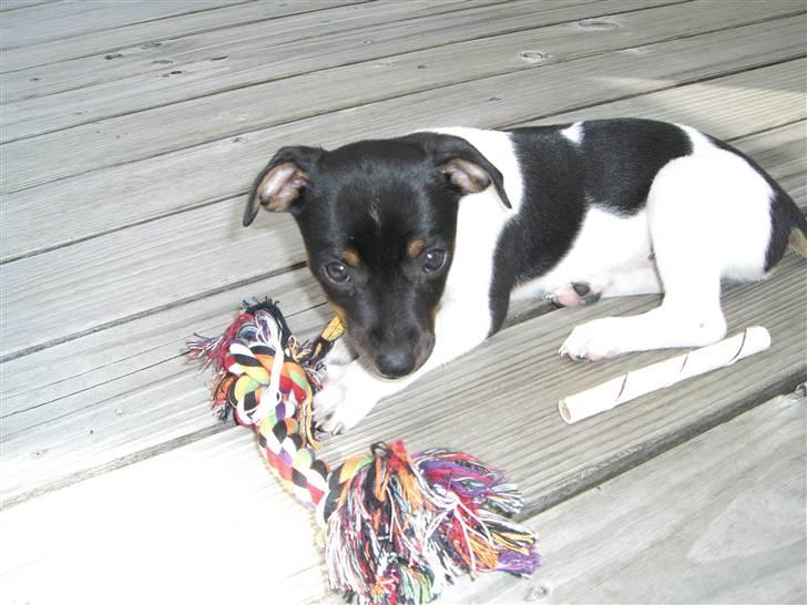 Dansk svensk gaardhund Chilli billede 5