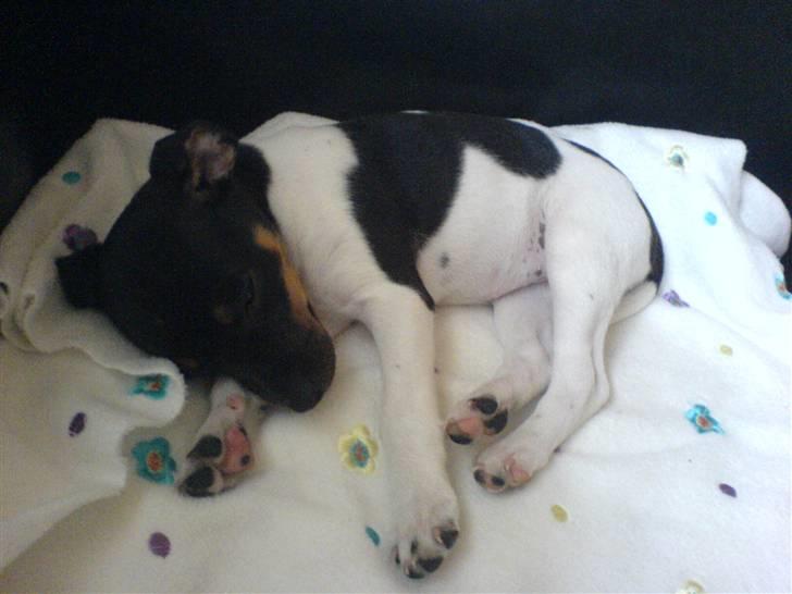 Dansk svensk gaardhund Chilli billede 7