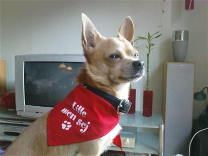 Chihuahua Tonser *HIMMELHUND* billede 19