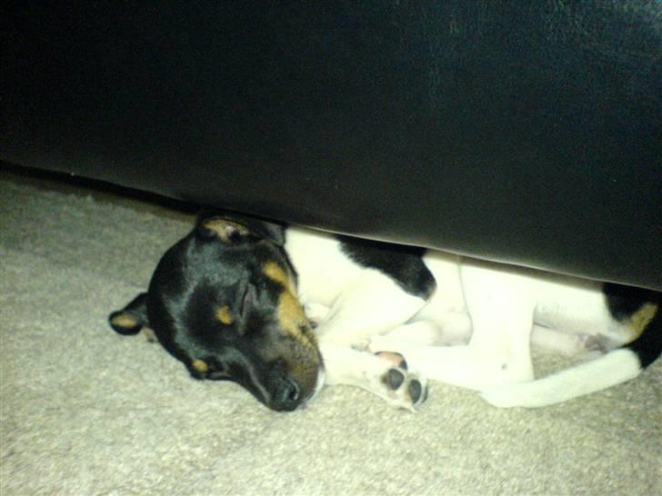 Dansk svensk gaardhund Chilli billede 8