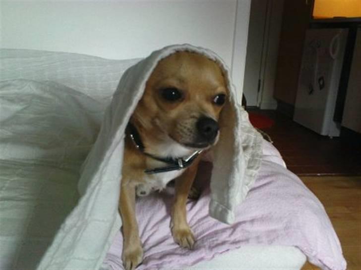 Chihuahua Tonser *HIMMELHUND* billede 20