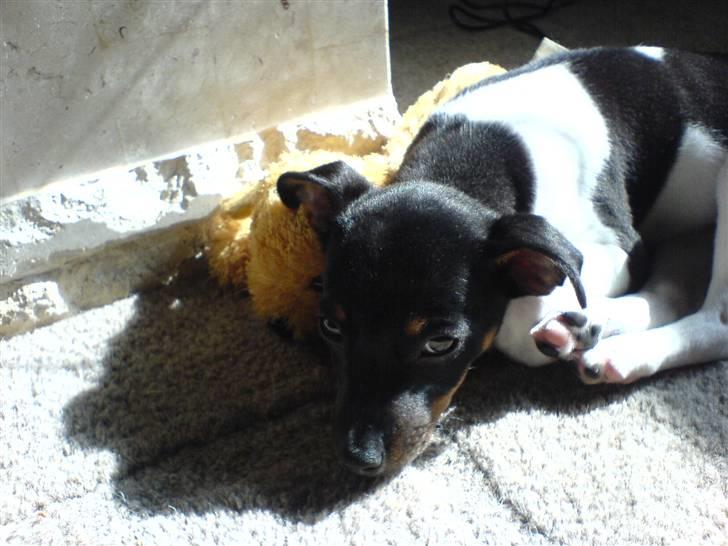 Dansk svensk gaardhund Chilli billede 10