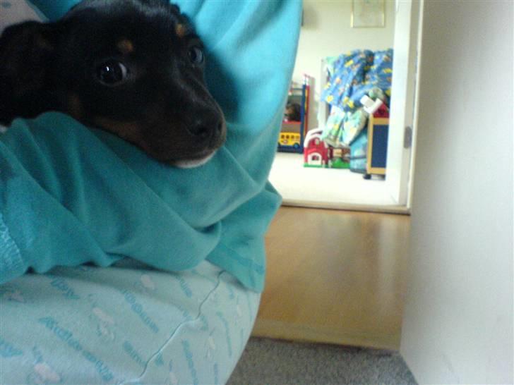 Dansk svensk gaardhund Chilli billede 11