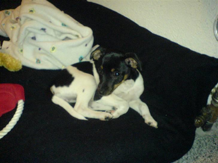 Dansk svensk gaardhund Chilli billede 12