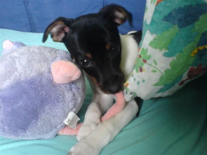 Dansk svensk gaardhund Chilli billede 13