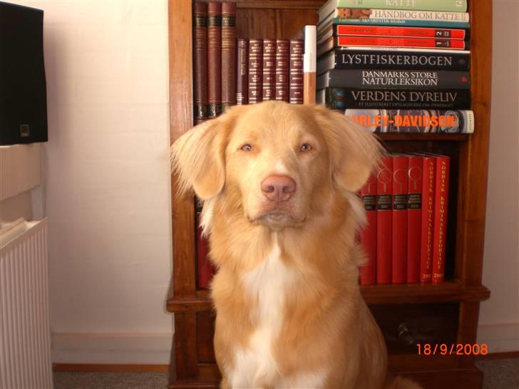 Nova scotia duck tolling retriever Freja billede 19
