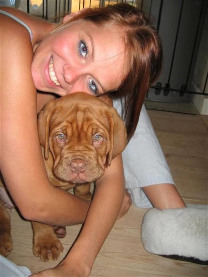 Dogue de bordeaux Cobberhouse's Buena Vista - Bine og moar.. billede 10
